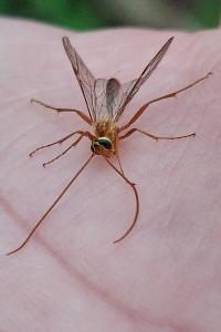 <i>Ophion minutus</i>