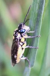 <i>Pachyprotasis rapae</i>