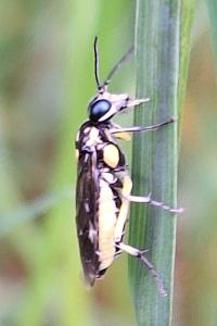 <i>Pachyprotasis rapae</i>