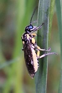 <i>Pachyprotasis rapae</i>