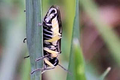 <i>Pachyprotasis rapae</i>