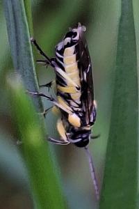 <i>Pachyprotasis rapae</i>
