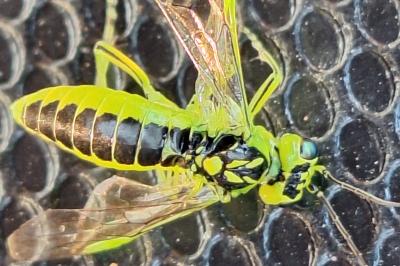 <i>Rhogogaster scalaris</i>