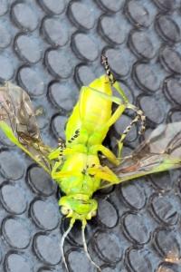 <i>Rhogogaster scalaris</i>