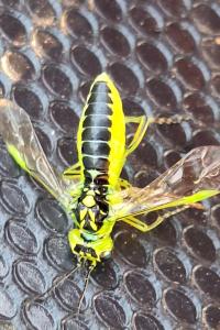 <i>Rhogogaster scalaris</i>