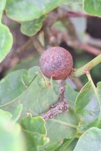 Cynips de la galle ronde du chêne