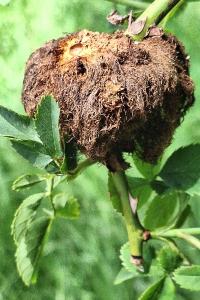 Cynips du rosier
