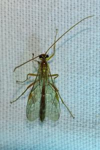 <i>Ophion minutus</i>