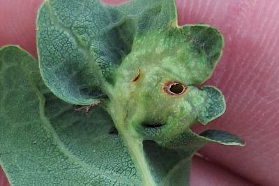 <i>Andricus curvator</i>