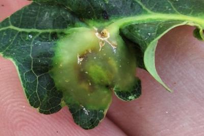 <i>Andricus curvator</i>