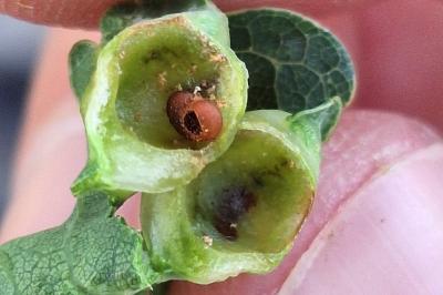 <i>Andricus curvator</i>