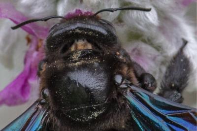 <i>Xylocopa</i>