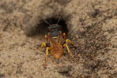 Philanthe apivore