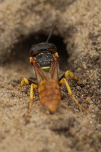 Philanthe apivore