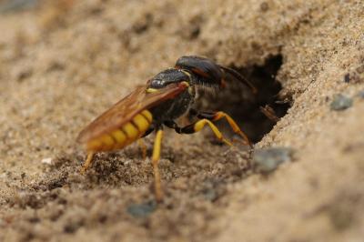 Philanthe apivore