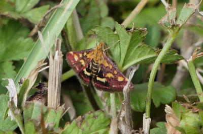 <i>Pyrausta purpuralis</i>