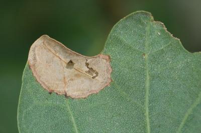 <i>Phyllonorycter</i>