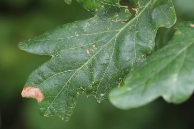 <i>Phyllonorycter</i>