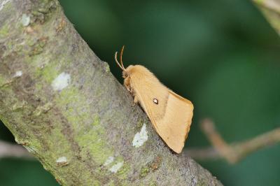 Bombyx du Chêne 