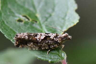 <i>Zeiraphera isertana</i>