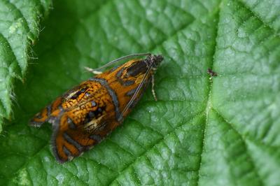 <i>Olethreutes arcuella</i>