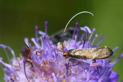 <i>Nemophora metallica</i>