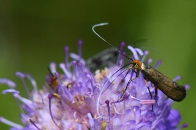 <i>Nemophora metallica</i>