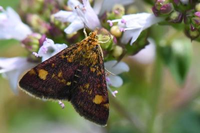 <i>Pyrausta aurata</i>