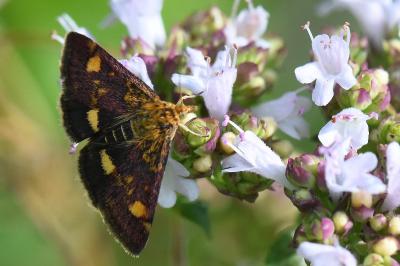 <i>Pyrausta aurata</i>
