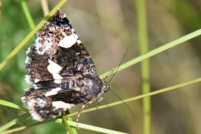 Noctuelle en deuil 