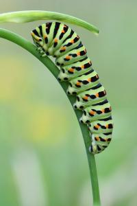 Machaon 