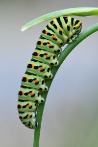 Machaon 