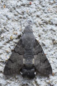 Moro-Sphinx 
