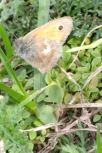 Fadet commun 