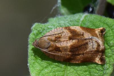 <i>Archips crataegana</i>