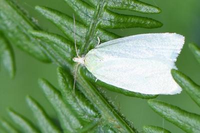 <i>Tortrix viridana</i>