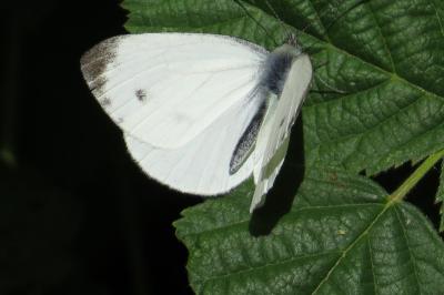 Piéride du Navet 