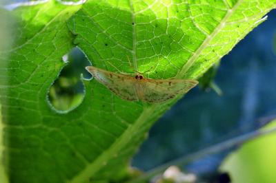 <i>Patania ruralis</i>