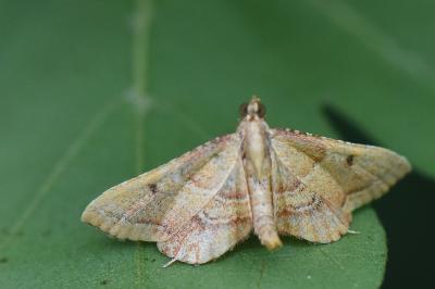<i>Endotricha flammealis</i>