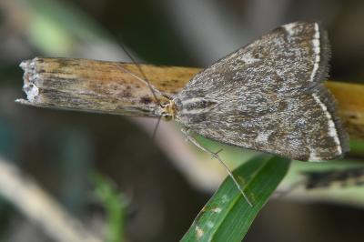 <i>Loxostege sticticalis</i>