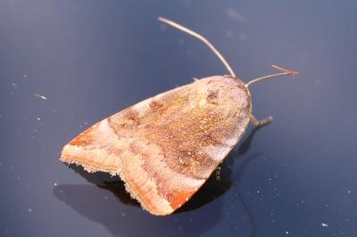 <i>Noctua janthe/janthina</i>