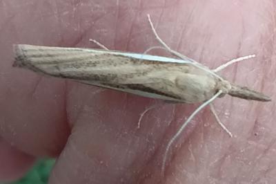 <i>Agriphila tristella</i>
