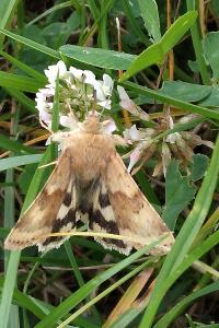 Noctuelle de la Cardère 