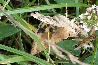 Noctuelle de la Cardère 