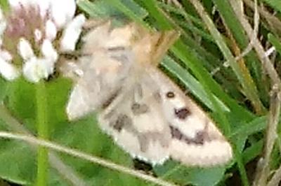 Noctuelle de la Cardère 