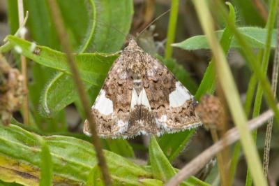 Noctuelle en deuil 