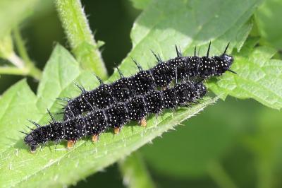 Aglais io
