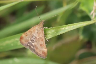 <i>Pyrausta despicata</i>