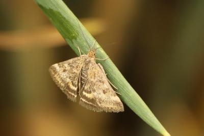 <i>Pyrausta despicata</i>