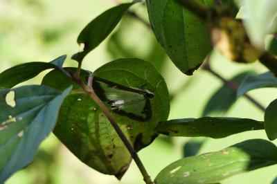 Pyrale du buis